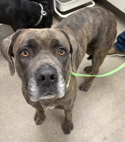 Photo of Tigress, adoptable Cane Corso Mastiff in HESPERIA, California