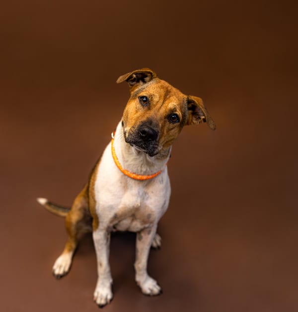 Photo of Maggie, adoptable Pit Bull cross in Lawrenceville, Georgia