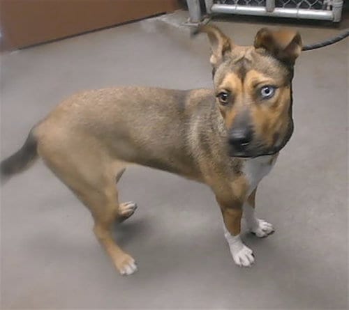 Photo of Lune, adoptable American Pit Bull Terrier in Phoenix, Arizona