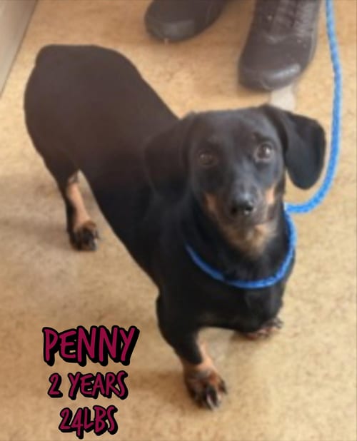 Photo of Penny, adoptable Dachshund in Holbrook, New York