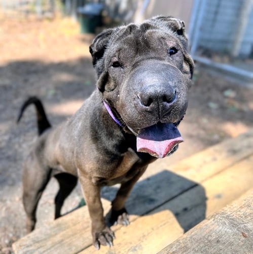 Photo of Tootsie, adoptable Chinese Shar-Pei in Oakland, California