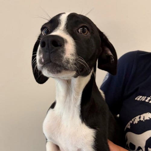 Photo of Zedd, adoptable Unknown breed in Rancho Santa Fe, California