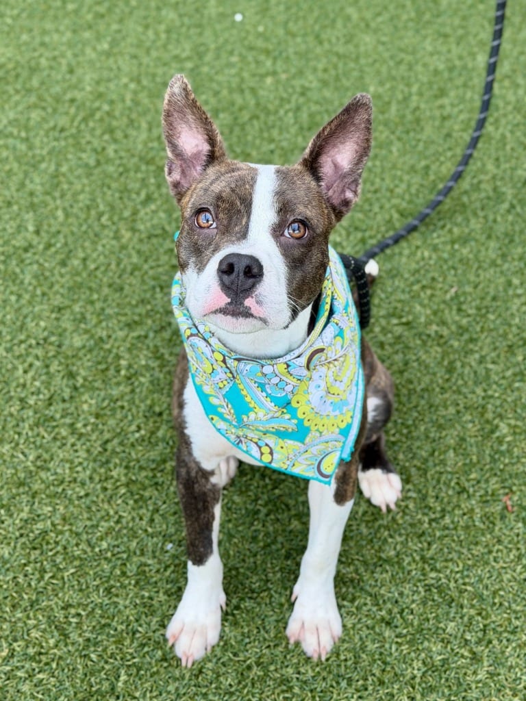 Photo of Lindsey, adoptable Boston Terrier in Hartsville, South Carolina