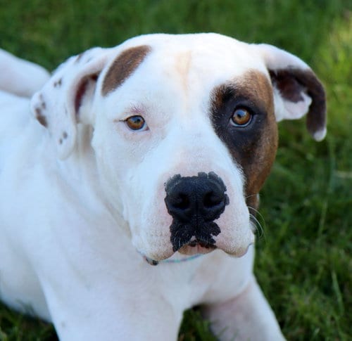 Photo of Uno, adoptable American Bulldog in Raytown, Missouri
