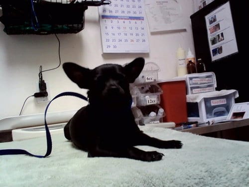 Photo of Pleco, adoptable Chihuahua in Martinez, California