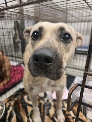 Photo of Jason Funderberker, adoptable dog in Atlanta, Georgia