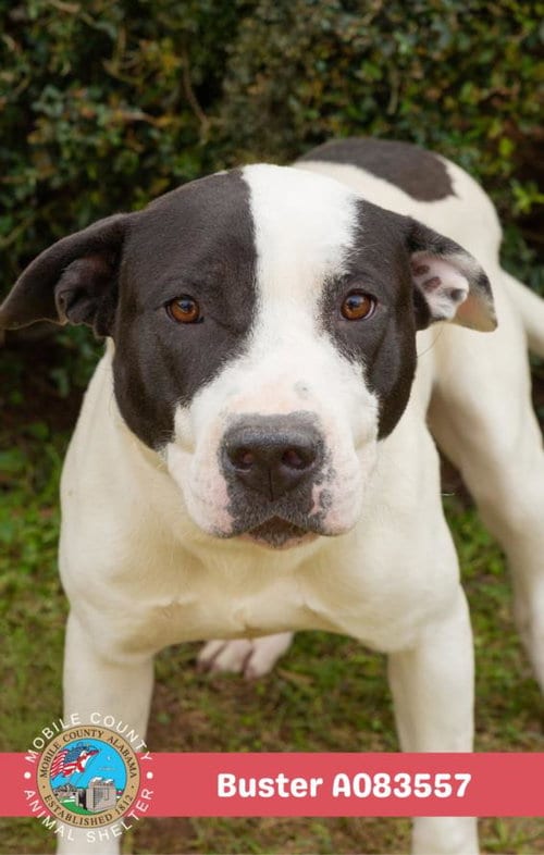 Photo of Buster, adoptable Labrador Retriever in Mobile, Alabama