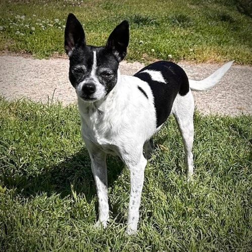 Photo of Millie (NC), adoptable Rat Terrier in Atlanta, Georgia