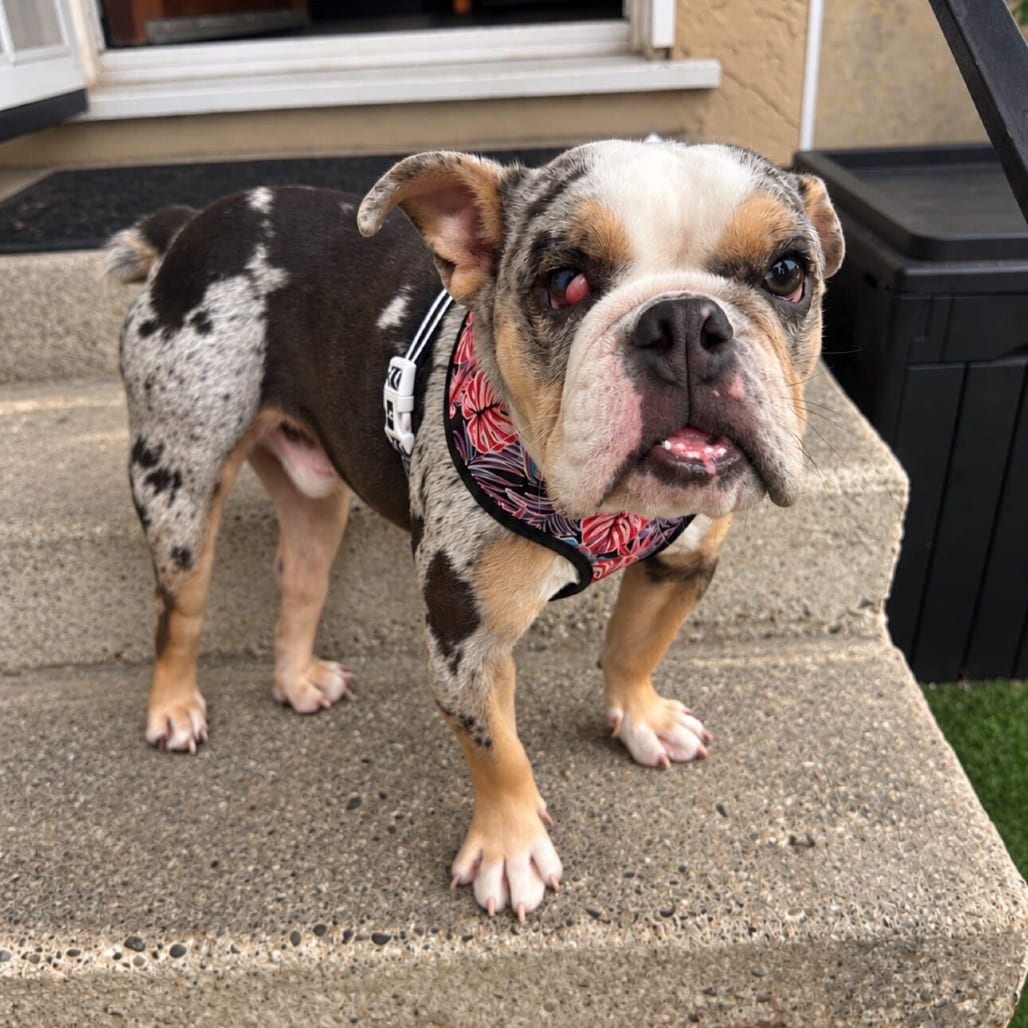 Photo of Cody, adoptable Bulldog, English in California, California