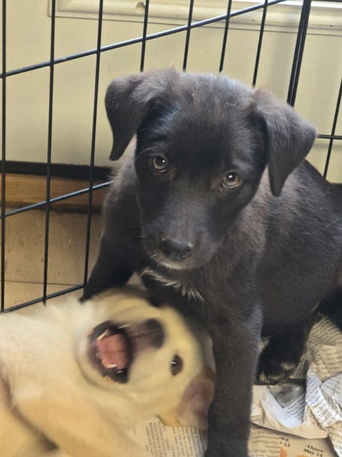 Photo of Ember, adoptable Labrador Retriever in Imperial, Missouri