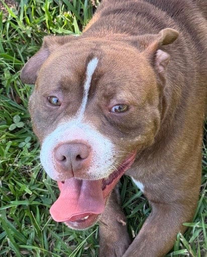 Photo of Hoggart, adoptable Boxer in Carrollton, Georgia