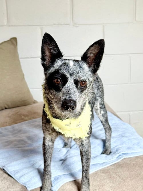 Photo of Clarabelle, adoptable Australian Cattle Dog/Blue Heeler in San Leon, Texas