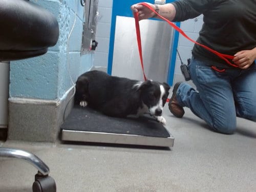 Photo of Bea, adoptable Border Collie in Albuquerque, New Mexico