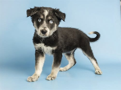 Photo of Arnold, adoptable Husky in Phoenix, Arizona