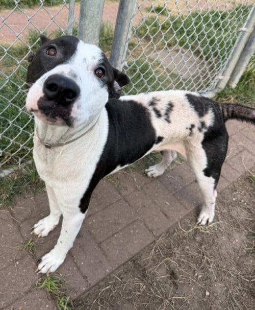 Photo of Rex, adoptable Staffordshire Bull Terrier in Houston, Texas
