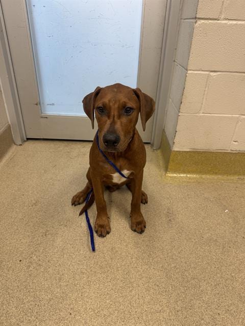 Photo of Mike, adoptable Plott Hound in Grand Prairie, Texas