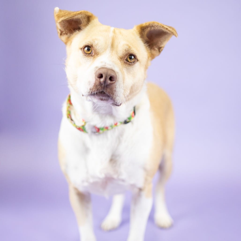 Photo of Shortcake, adoptable Mixed Breed (Medium) in Portland, Oregon