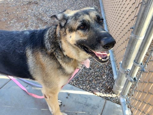 Photo of Picard, adoptable German Shepherd Dog in Phoenix, Arizona