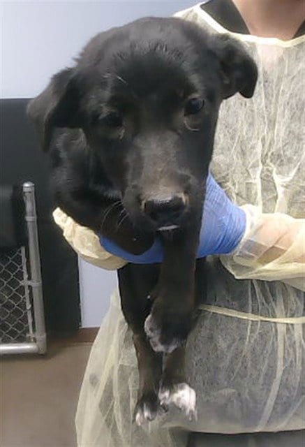Photo of Chaz, adoptable Labrador Retriever in Phoenix, Arizona