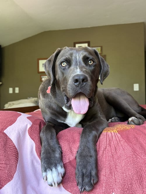 Photo of Foggy, adoptable Pit Bull Terrier in Sunnyvale, California