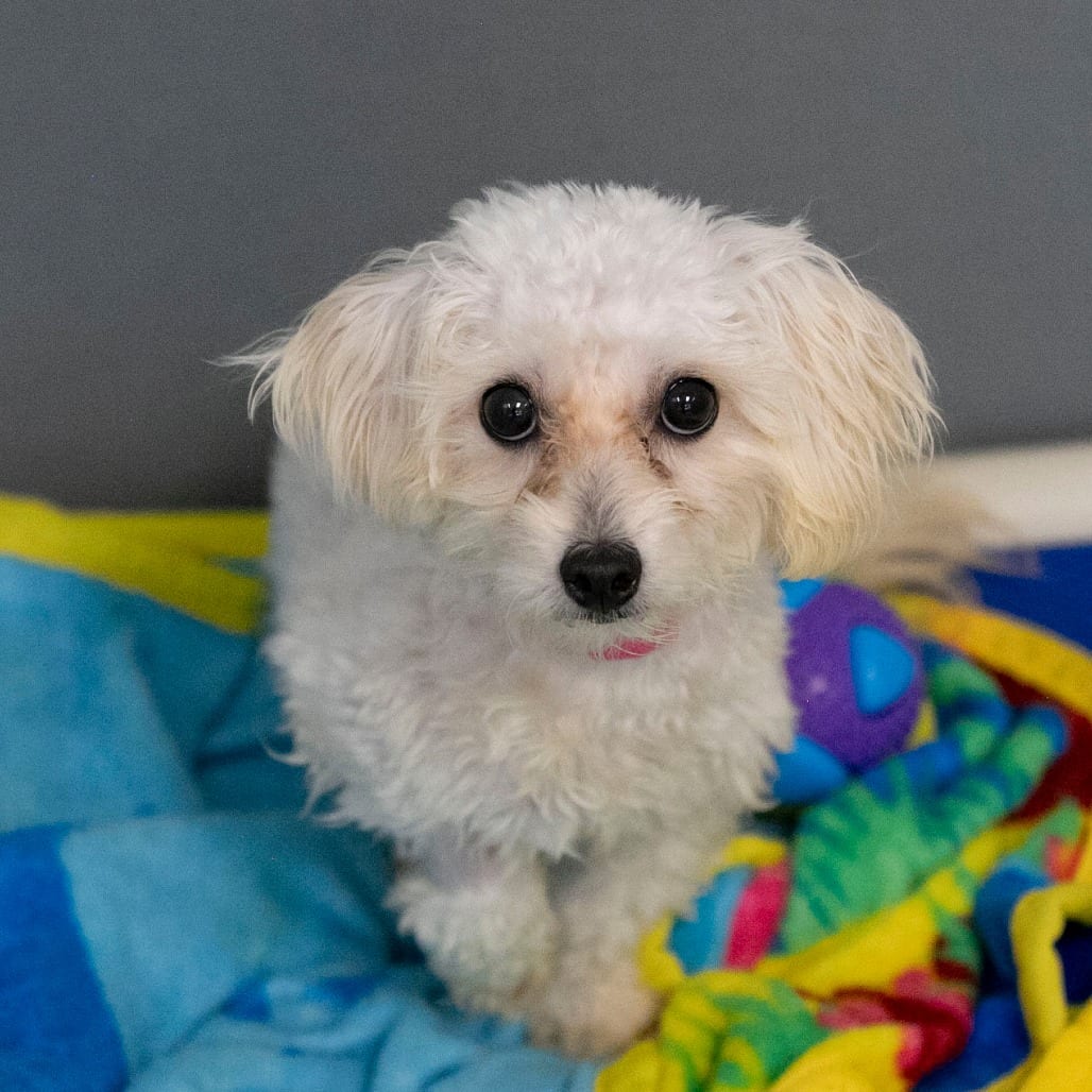 Photo of Tia (S26-152), adoptable Coton De Tulear / None in Colorado Springs, Colorado