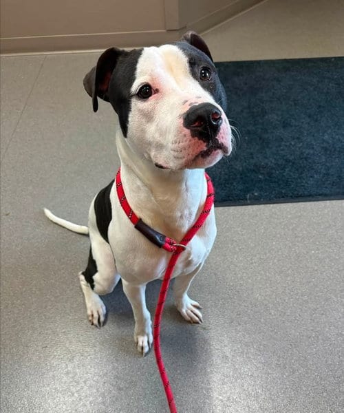 Photo of Balto, adoptable Staffordshire Bull Terrier in La Porte, Indiana