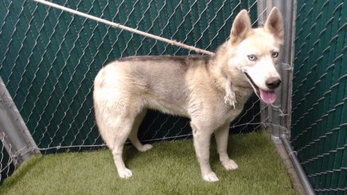 Photo of Nala, adoptable Siberian Husky in Downey, California