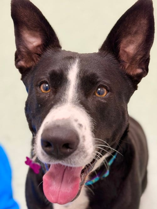 Photo of Sadie, adoptable Staffordshire Bull Terrier in West Cornwall, Connecticut