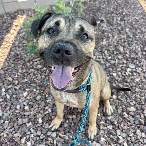 Photo of Julio, adoptable American Pit Bull Terrier in Mesa, Arizona