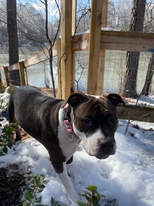 Photo of Gemini - IN FOSTER, adoptable dog in Chamblee, Georgia