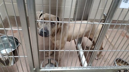Photo of Grasshopper, adoptable American Pit Bull Terrier in Aurora, Illinois