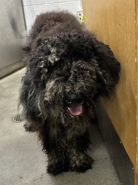 Photo of Bella, adoptable Poodle (Standard) in Forestville, Maryland