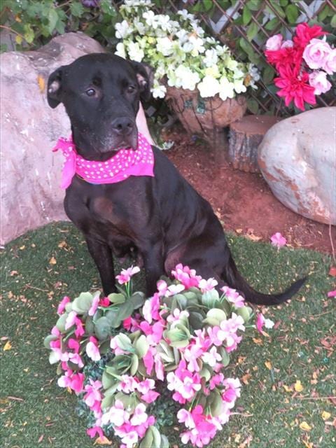 Photo of Queenie, adoptable Pit Bull Terrier in Oklahoma City, Oklahoma