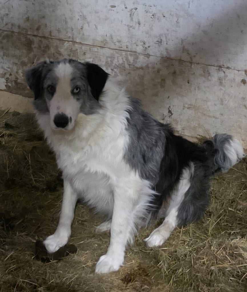 Photo of Benson #45, adoptable Border Collie in Texas
