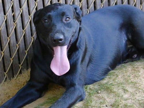 Photo of Diesel, adoptable Labrador Retriever in Tallahassee, Florida