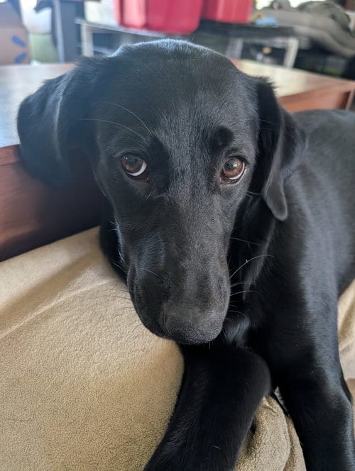 Photo of Millie, adoptable Labrador Retriever in Elizabethtown, Pennsylvania