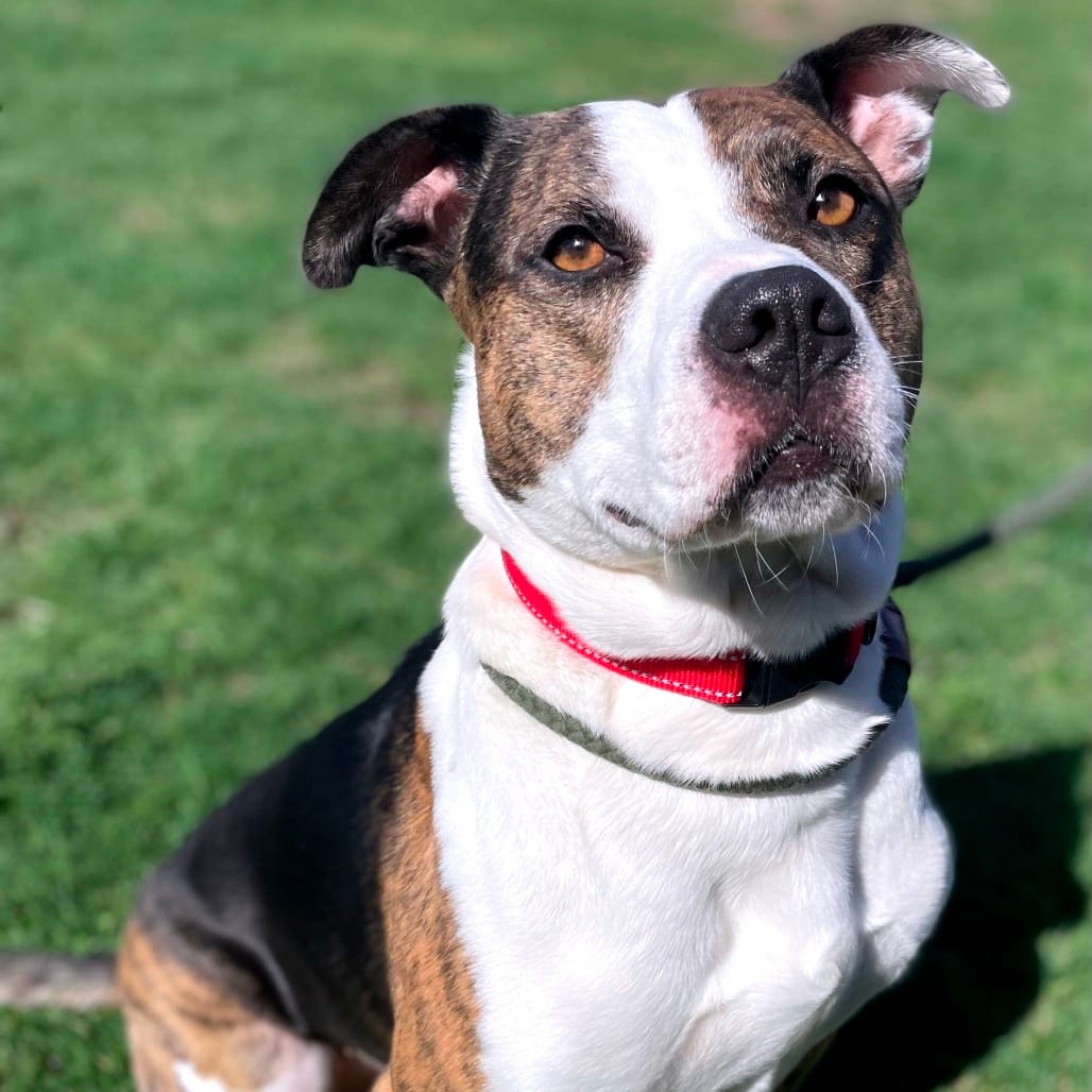 Photo of Apollo, adoptable Mixed Breed (Medium) in Tipton, Iowa