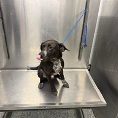 Photo of West, adoptable Terrier, American Pit Bull in Jacksonville, North Carolina