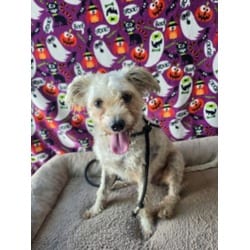 Photo of Choppy, adoptable Maltese in Chatsworth, California
