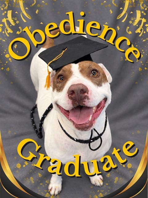 Photo of Gracy, adoptable dog in Palmetto, Florida