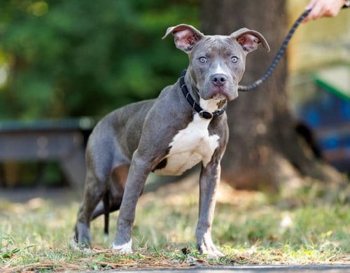 Photo of Aruba, adoptable Unknown breed (medium coat) in Durham, North Carolina