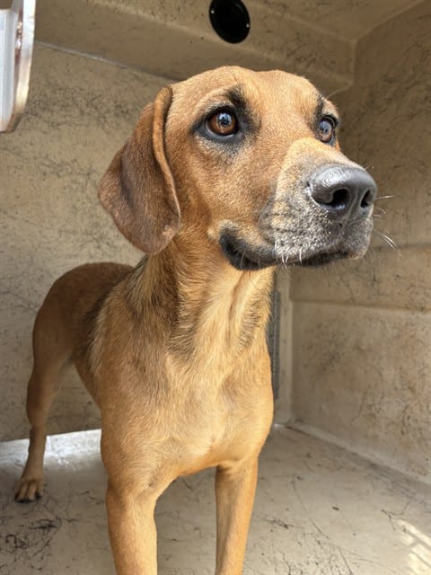 Photo of Pumpkin, adoptable Hound mix in Oklahoma City, Oklahoma