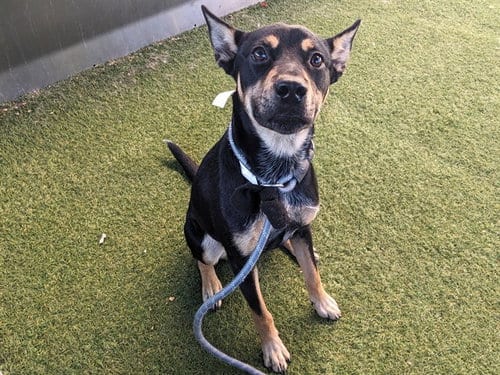 Photo of Ace, adoptable Australian Kelpie in Phoenix, Arizona