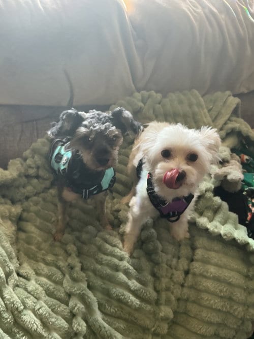 Photo of Willow and Sadie, adoptable Yorkshire Terrier Yorkie in Belleuve, Nebraska
