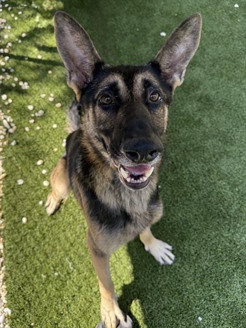 Photo of Snickers, adoptable German Shepherd Dog in Newton, North Carolina