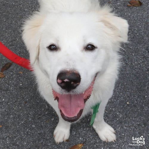 Photo of Pelican, adoptable Great Pyrenees in Washington, District of Columbia