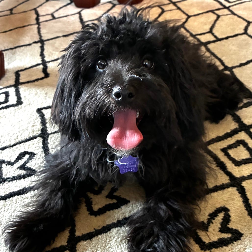 Photo of Dana Elaine, adoptable Shih Tzu / Mixed Breed (Small) in San Francisco, California