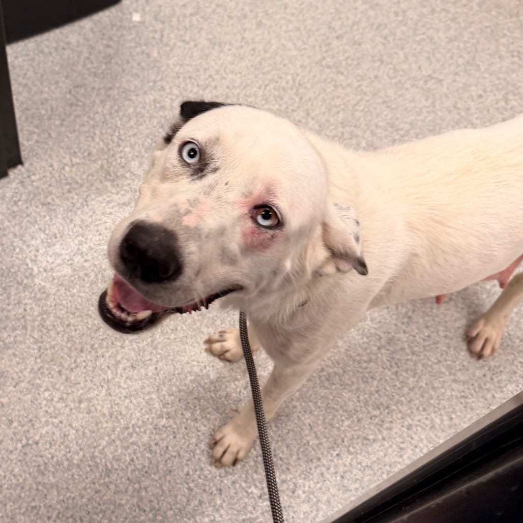 Photo of Buttermilk, adoptable Shepherd, Australian in Spartanburg, South Carolina