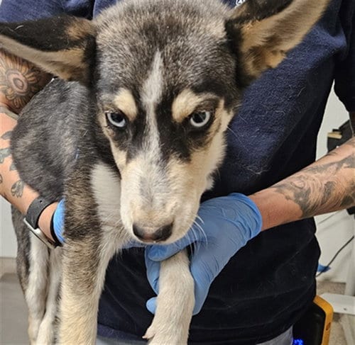 Photo of Janice, adoptable Husky in Bakersfield, California