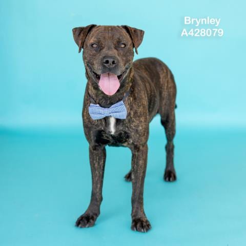 Photo of Brynley, adoptable Pit Bull Terrier in Conroe, Texas